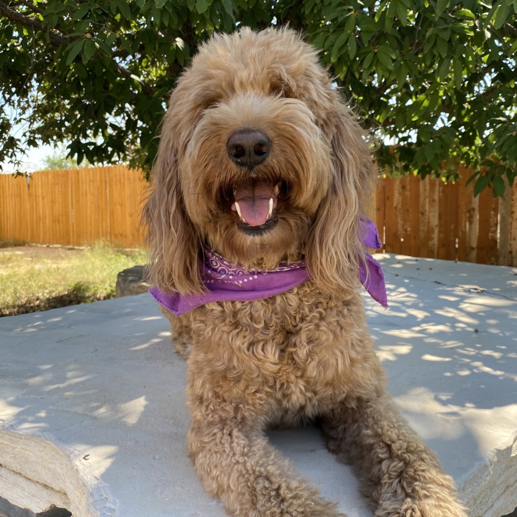 002 – What About&nbsp;Stella?